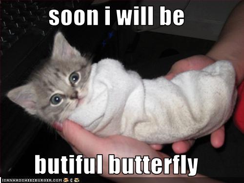 Funny Pictures Soon Kitten Will Be A Butterfly
